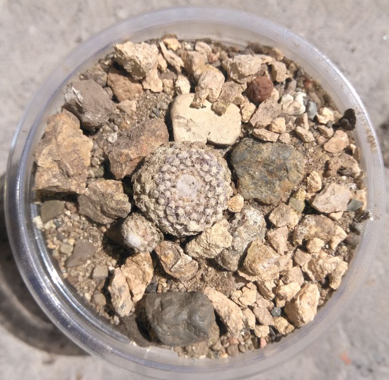Foto de un cactus que se está identificando actualmente