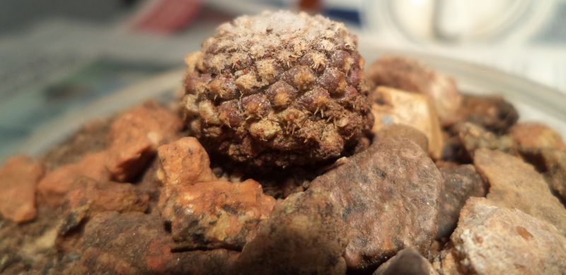 Foto de un cactus que se está identificando actualmente