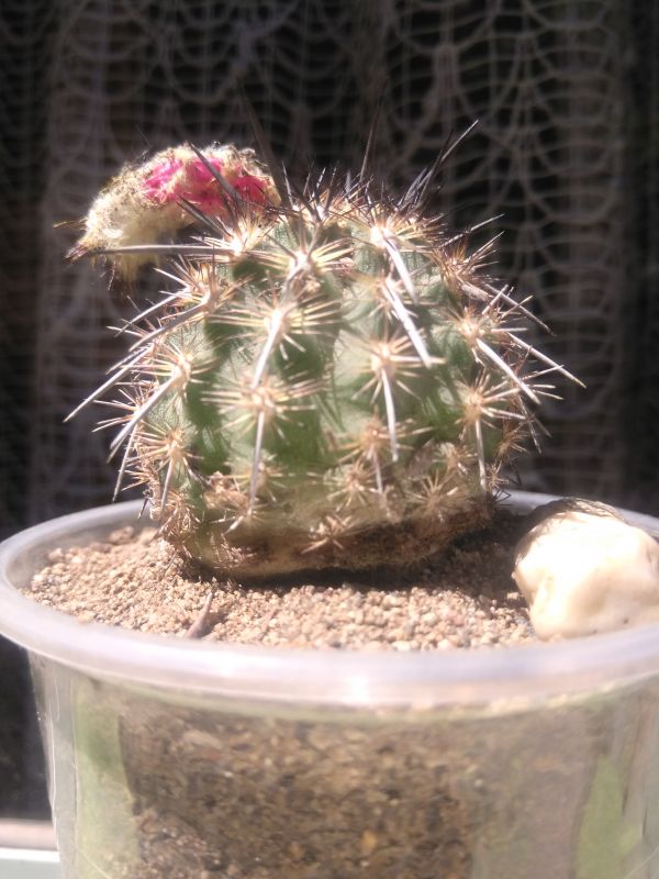 A photo of Eriosyce islayensis