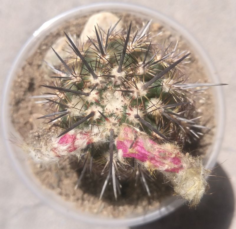 A photo of Eriosyce islayensis