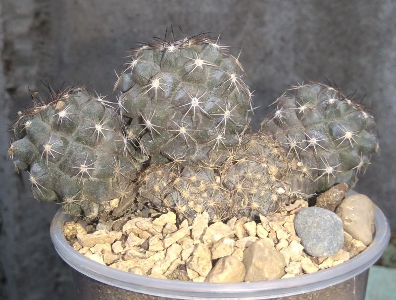 A photo of Copiapoa humilis