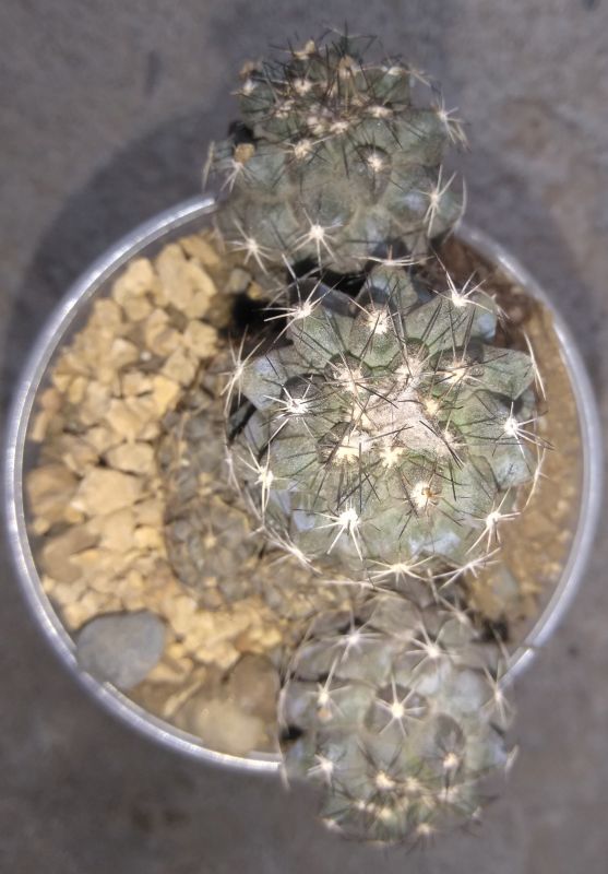 A photo of Copiapoa humilis