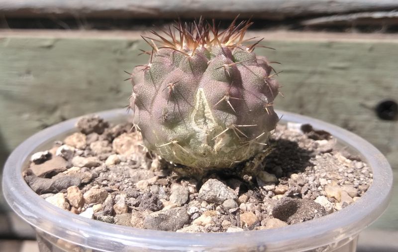 A photo of Copiapoa ahremephiana