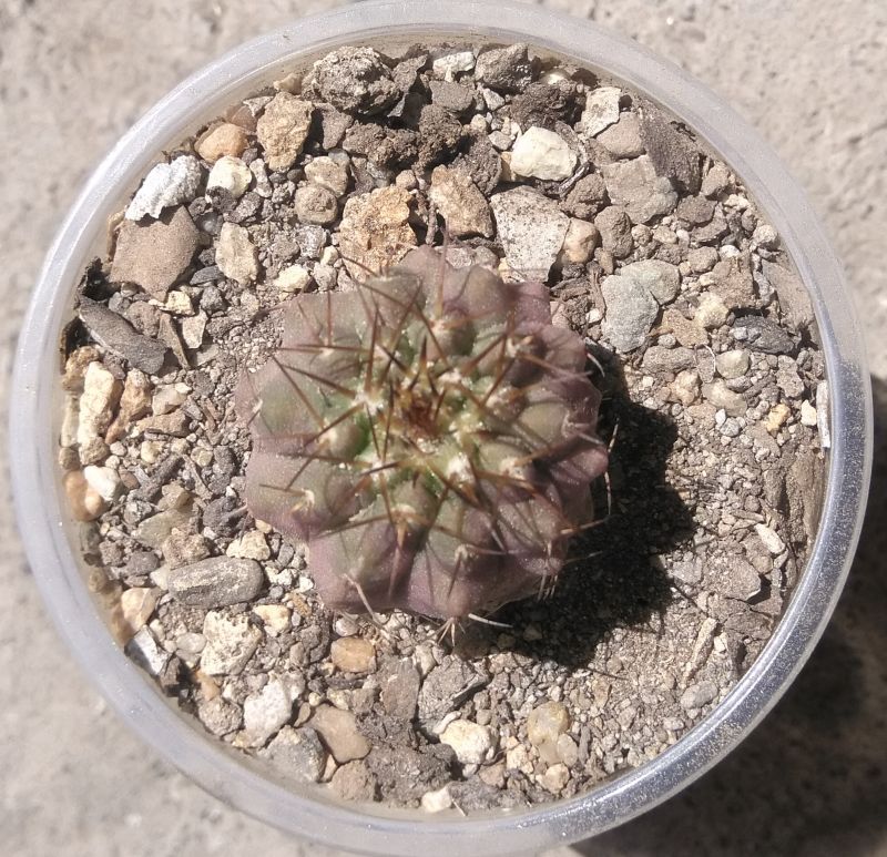 A photo of Copiapoa ahremephiana