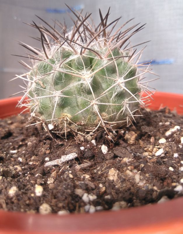 Photo of a cactus currently being identified