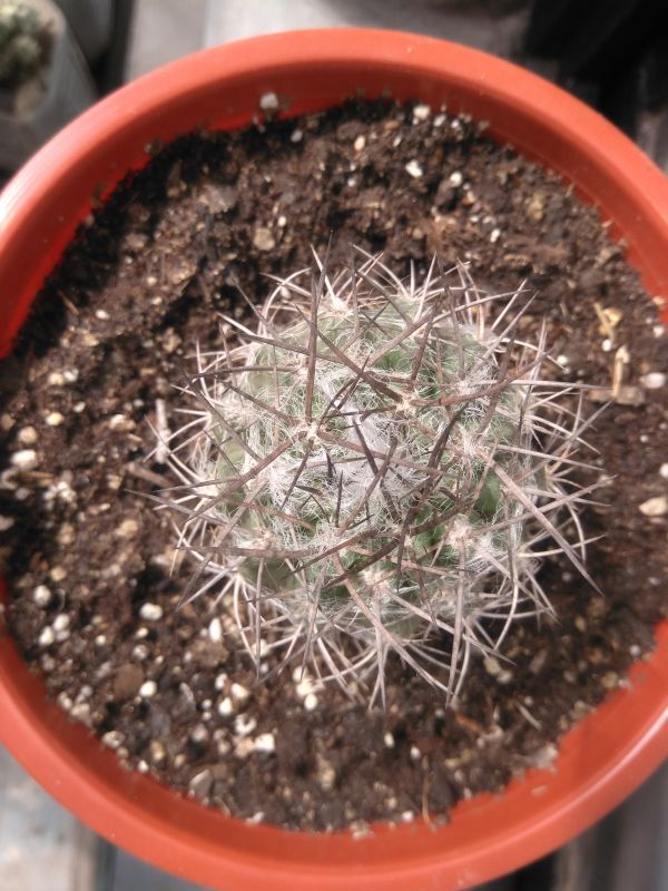 Photo of a cactus currently being identified