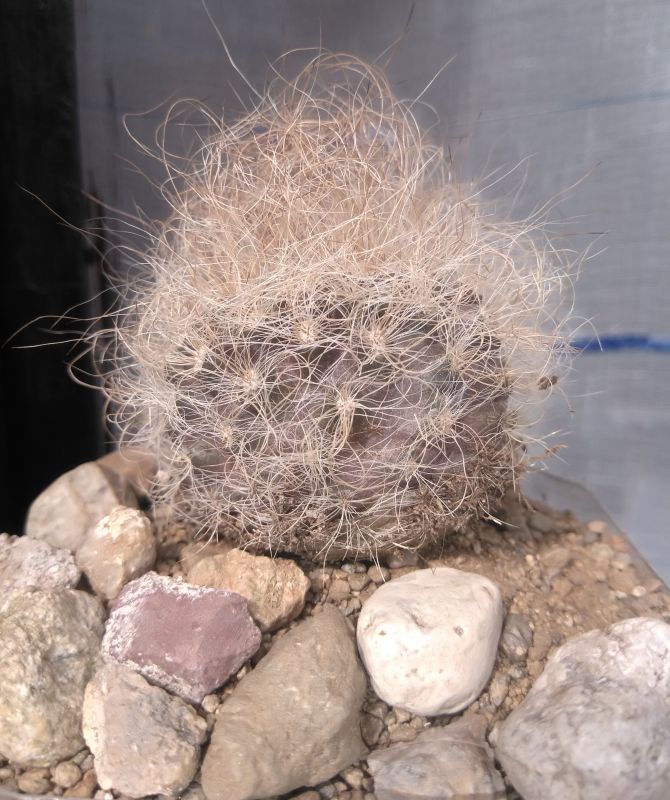 A photo of Eriosyce senilis