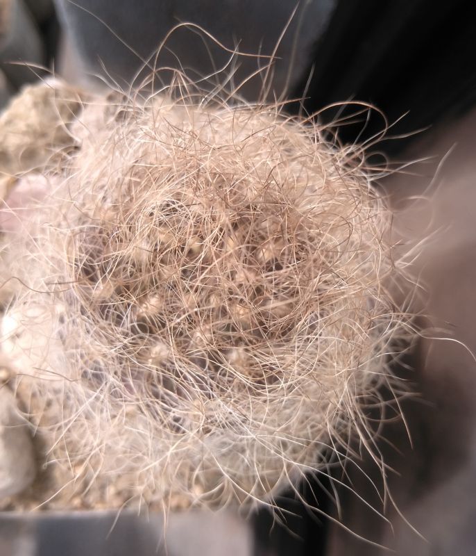A photo of Eriosyce senilis