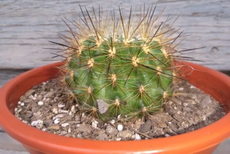 Photo of a cactus currently being identified