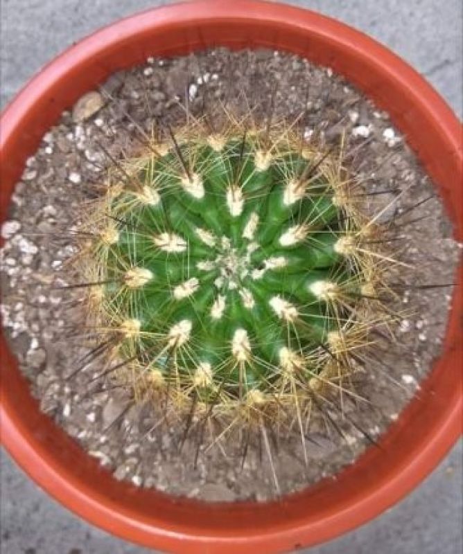 Photo of a cactus currently being identified