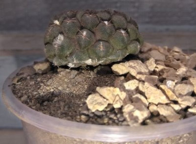 Una foto de Eriosyce napina ssp. glabrescens
