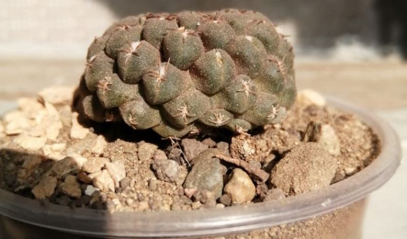 Una foto de Eriosyce napina ssp. glabrescens