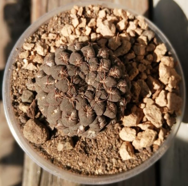 Una foto de Eriosyce napina ssp. glabrescens