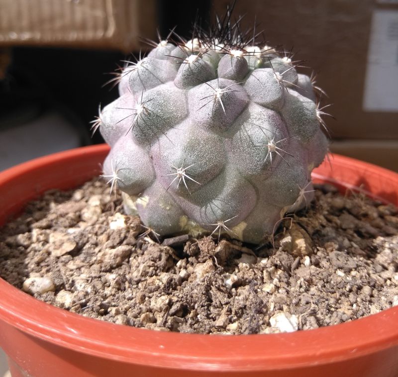 Una foto de Copiapoa humilis