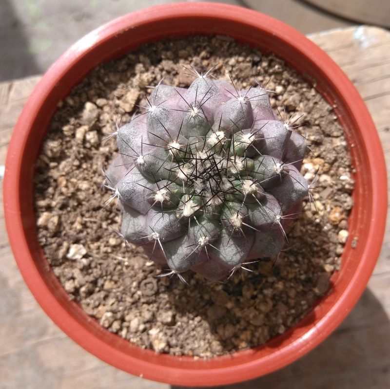 Una foto de Copiapoa humilis
