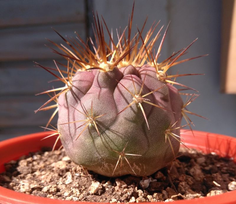 Foto de un cactus que se está identificando actualmente