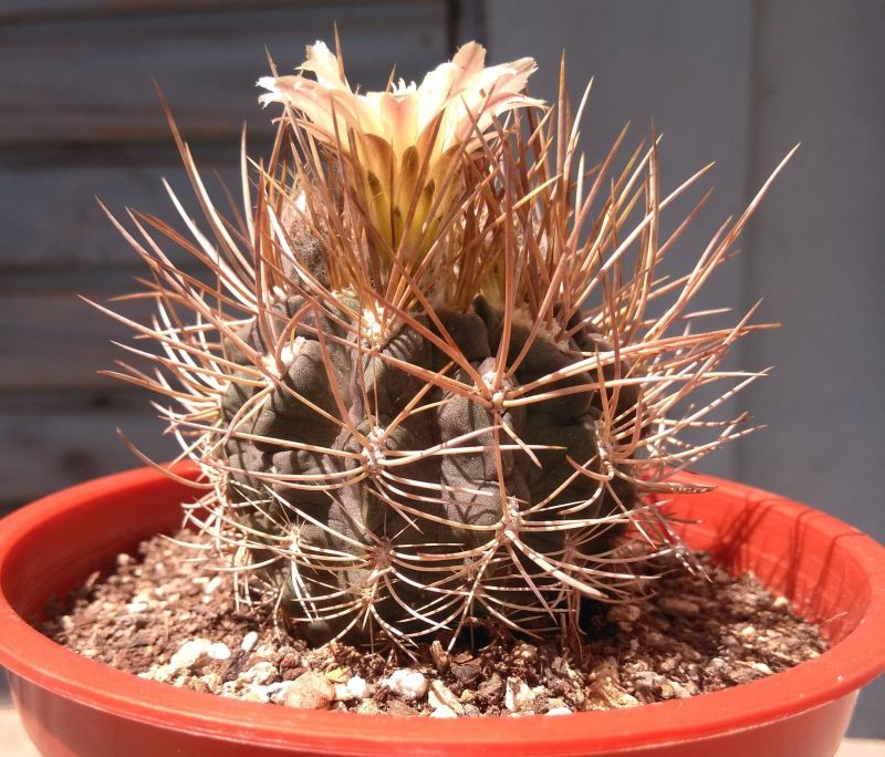 Una foto de Eriosyce pulchela