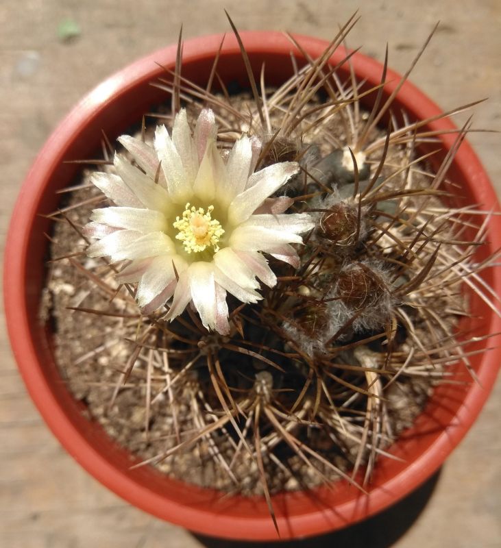 Una foto de Eriosyce pulchela