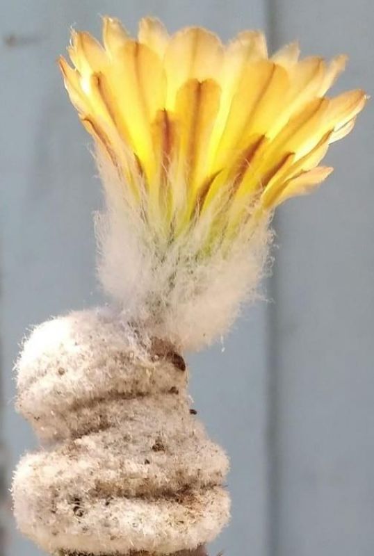 A photo of Eriosyce duripulpa