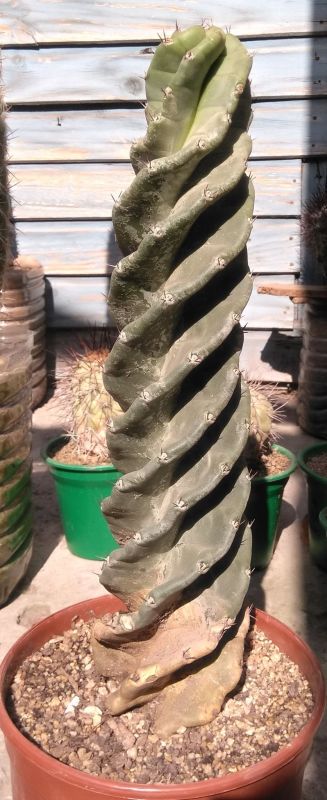 A photo of Cereus forbesii f. spiraliforme