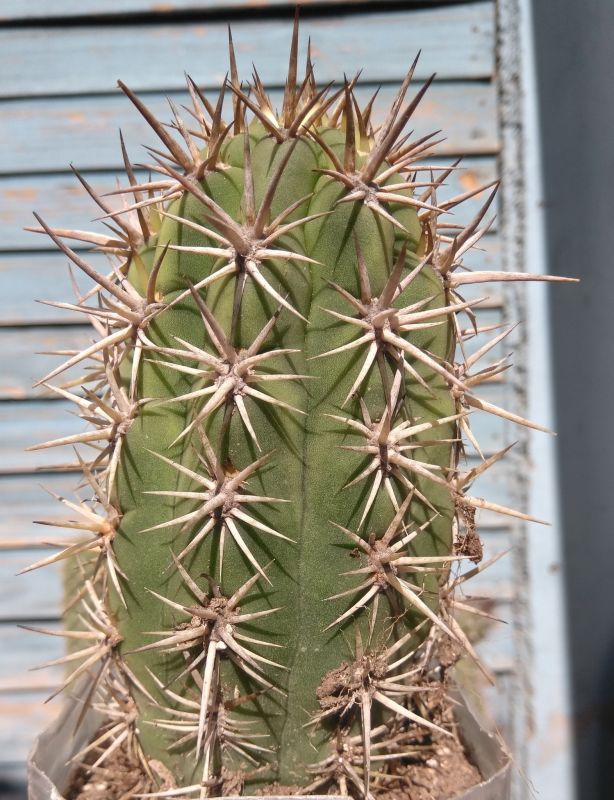 Una foto de Echinopsis chiloensis