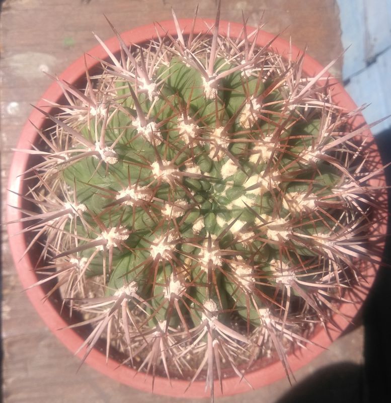 Foto de un cactus que se está identificando actualmente
