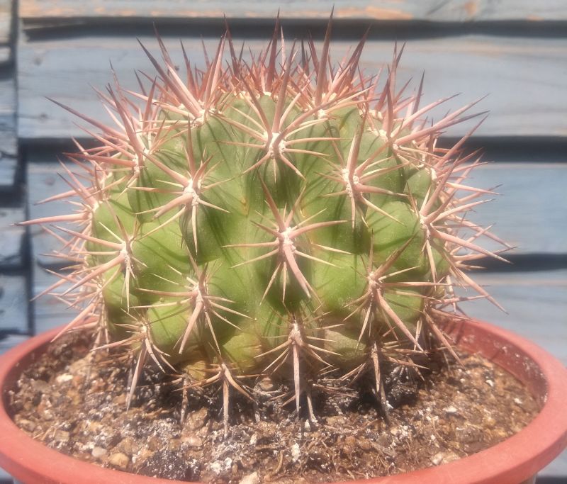 Foto de un cactus que se está identificando actualmente