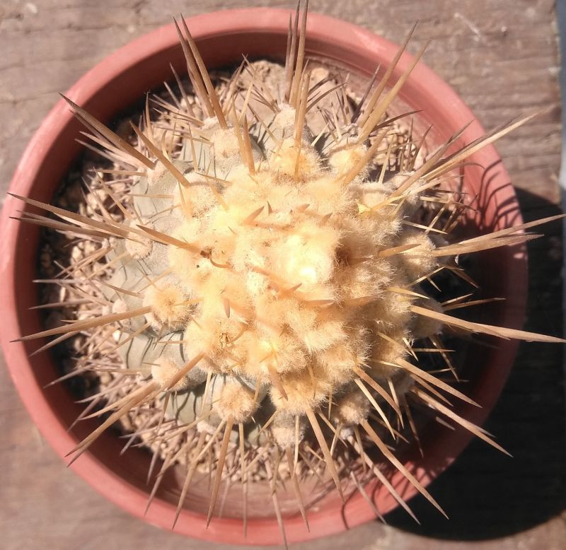 A photo of Copiapoa marginata