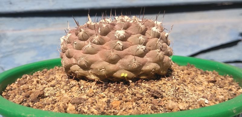 Una foto de Copiapoa hypogaea