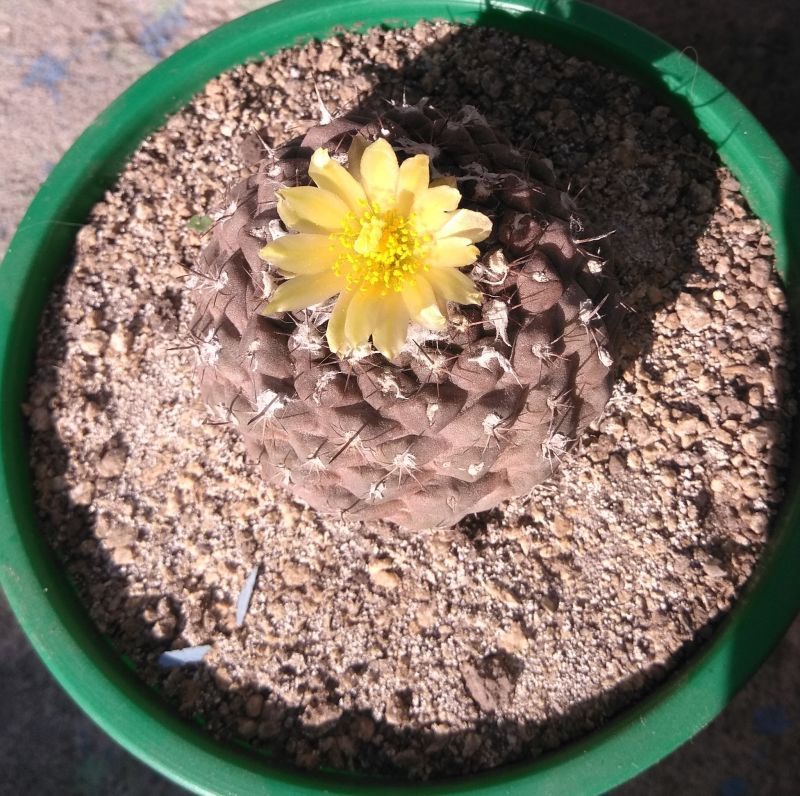 Una foto de Copiapoa hypogaea