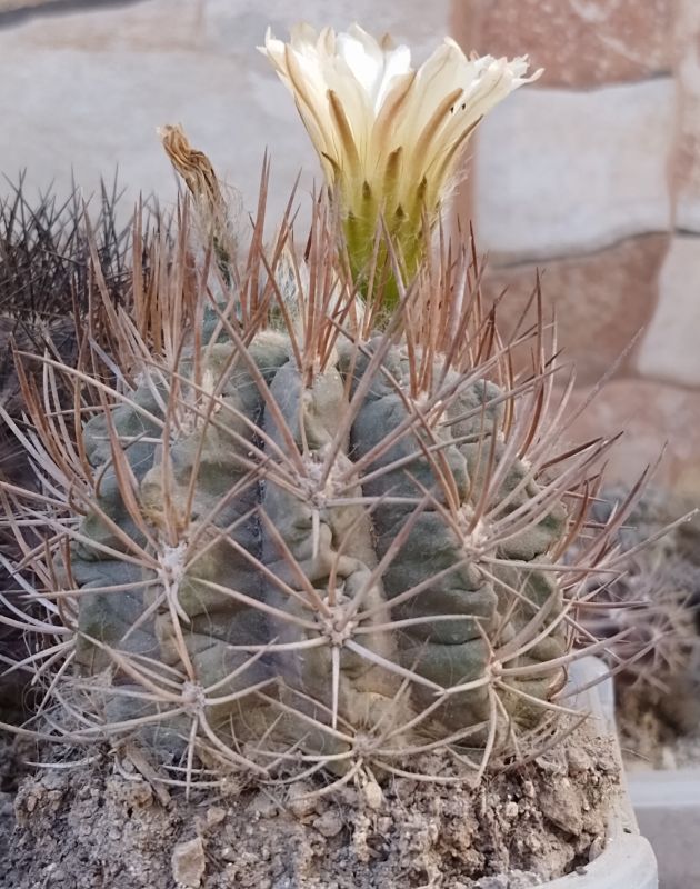 Foto de un cactus que se está identificando actualmente