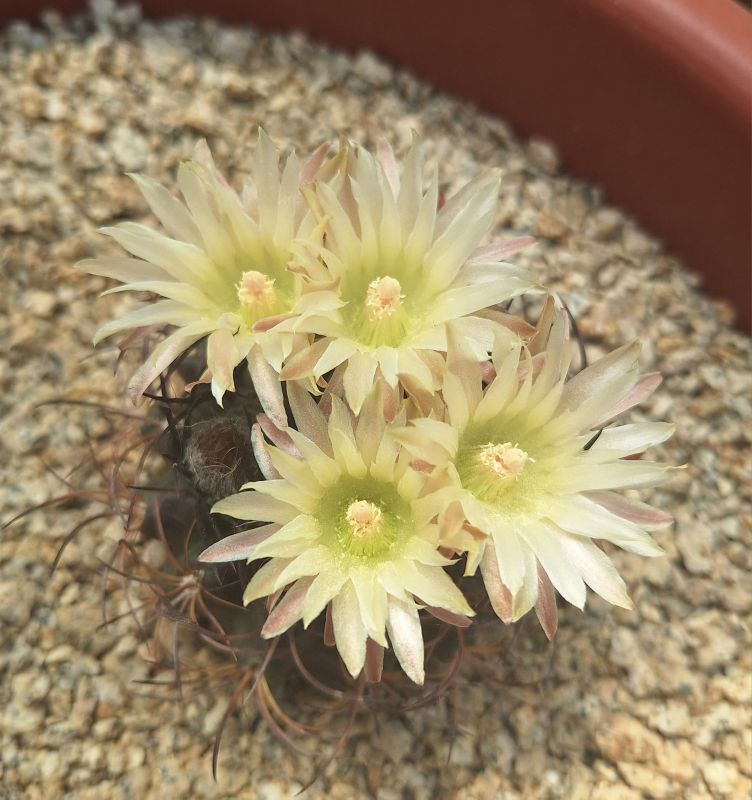 Foto de un cactus que se está identificando actualmente