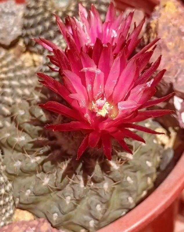 Photo of a cactus currently being identified