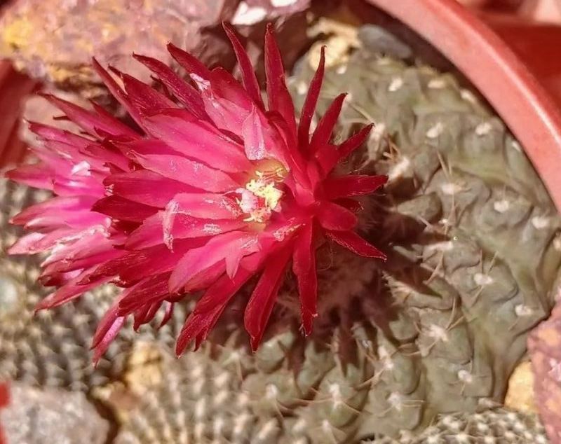 Una foto de Eriosyce esmeraldana
