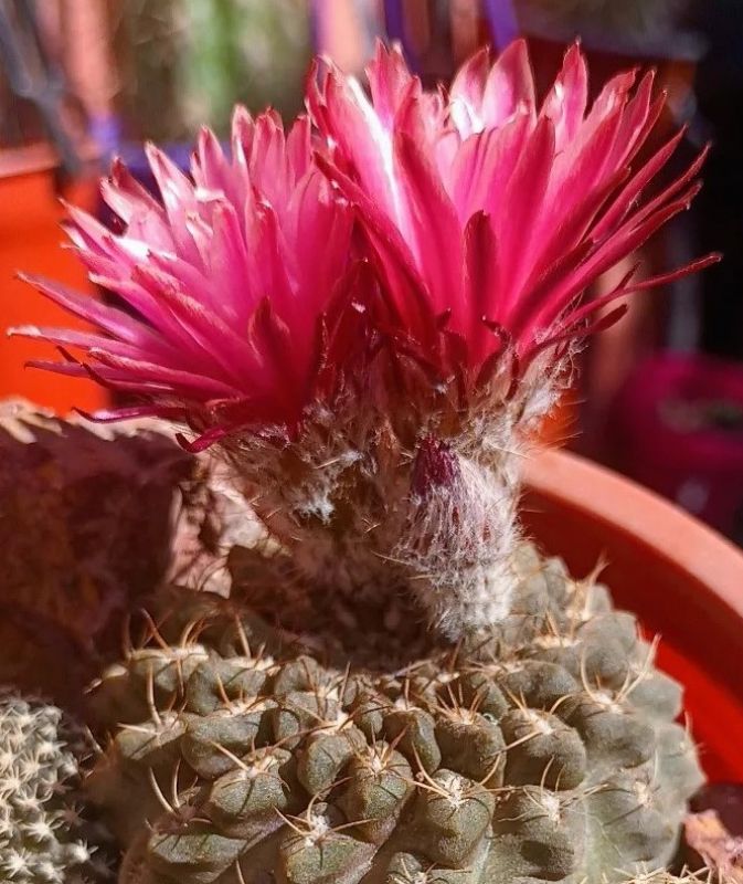 Photo of a cactus currently being identified