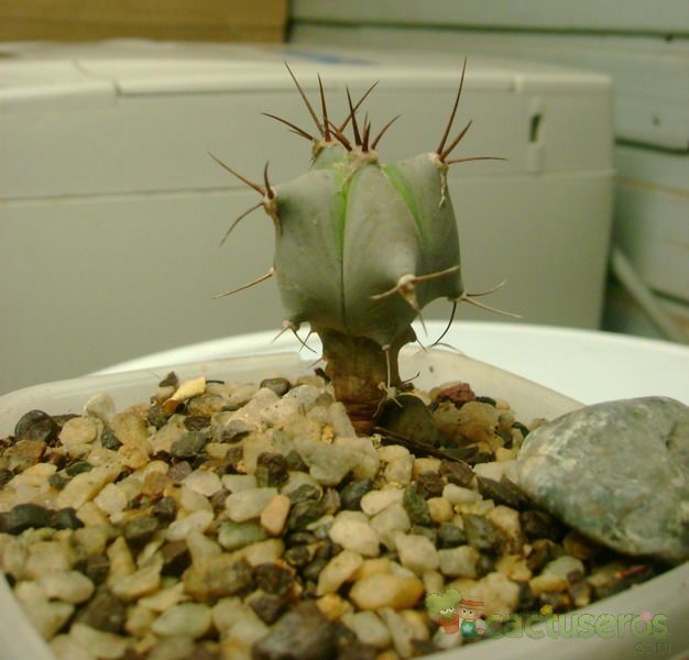 Una foto de Echinocactus platyacanthus