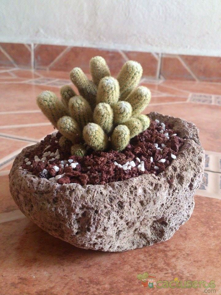 Una foto de Mammillaria elongata cv. Golden Nugget