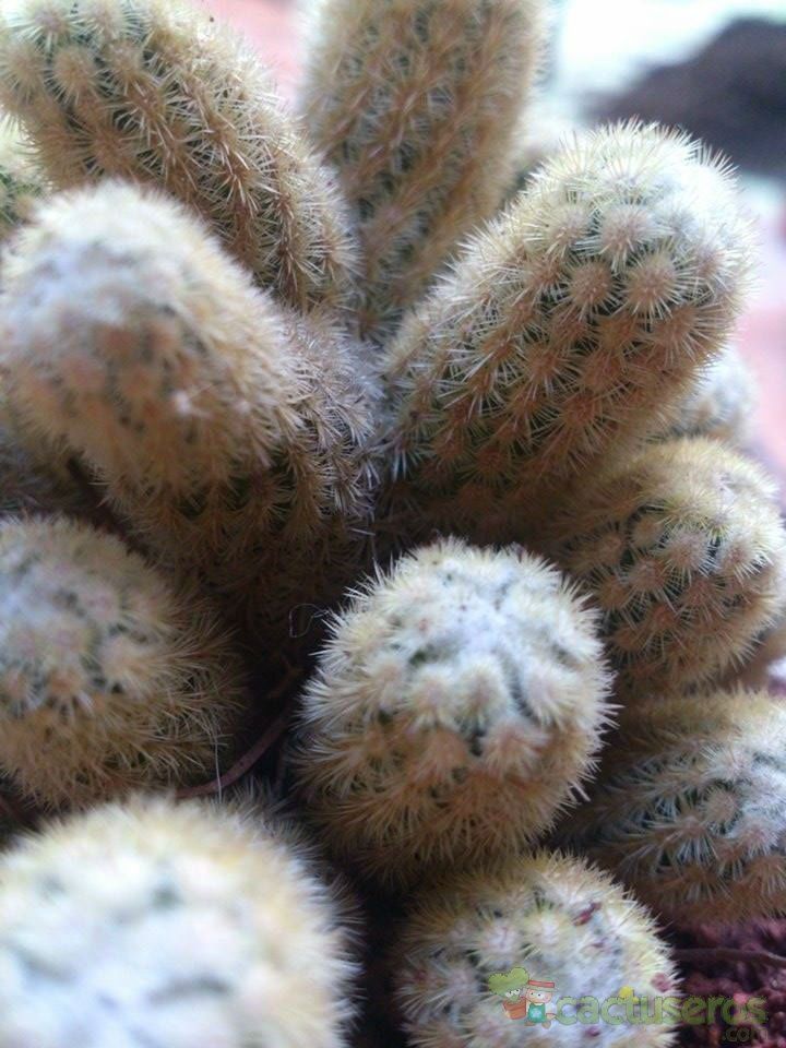 Una foto de Mammillaria elongata cv. Golden Nugget