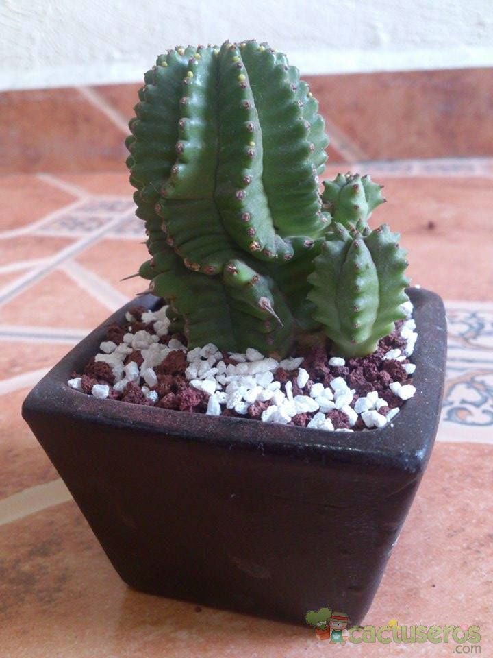 A photo of Euphorbia anoplia