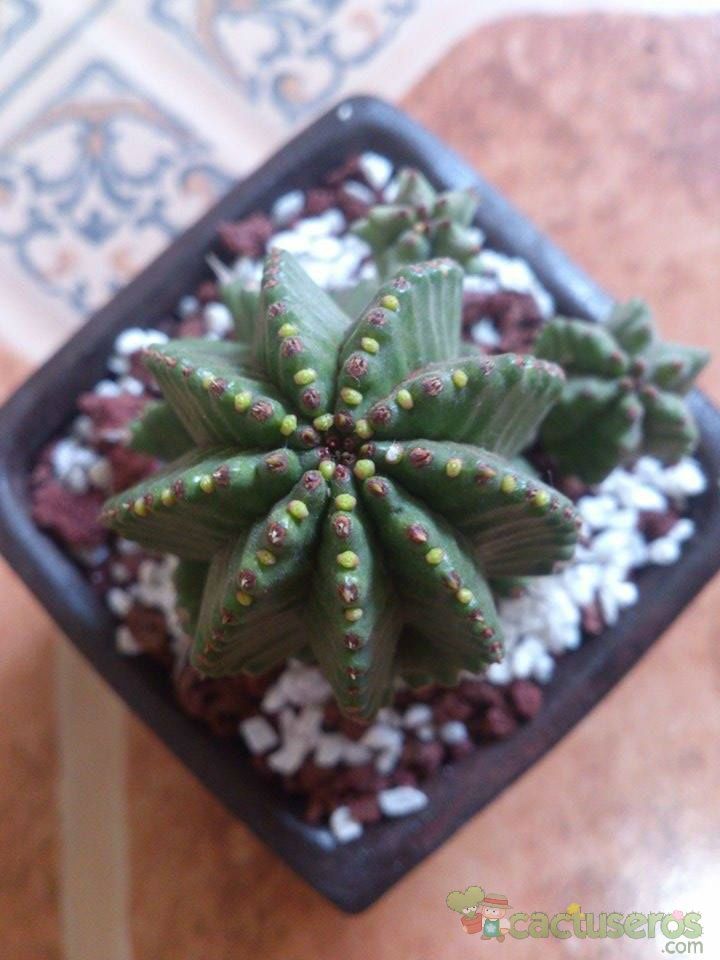 A photo of Euphorbia anoplia