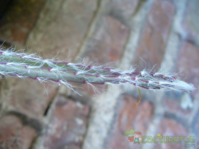 Una foto de Lepismium cruciforme