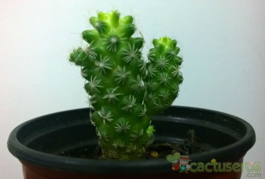A photo of Mammillaria gracilis