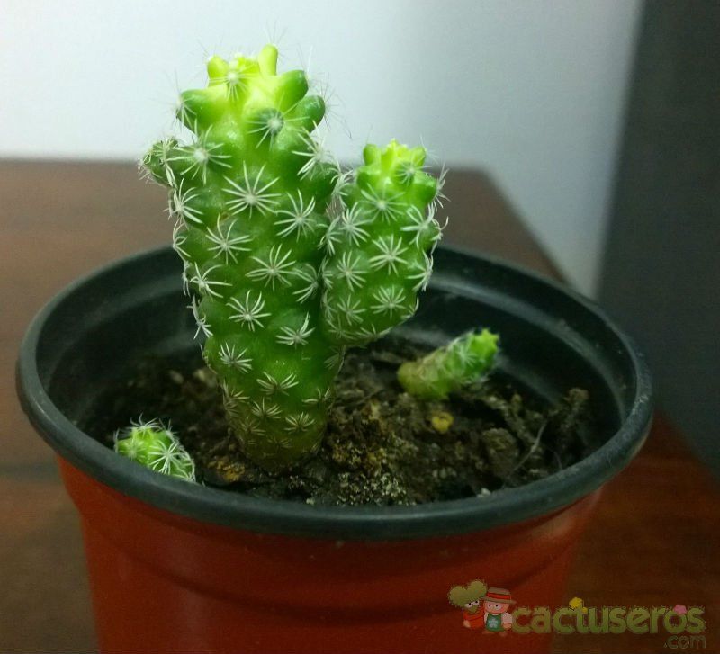 A photo of Mammillaria gracilis