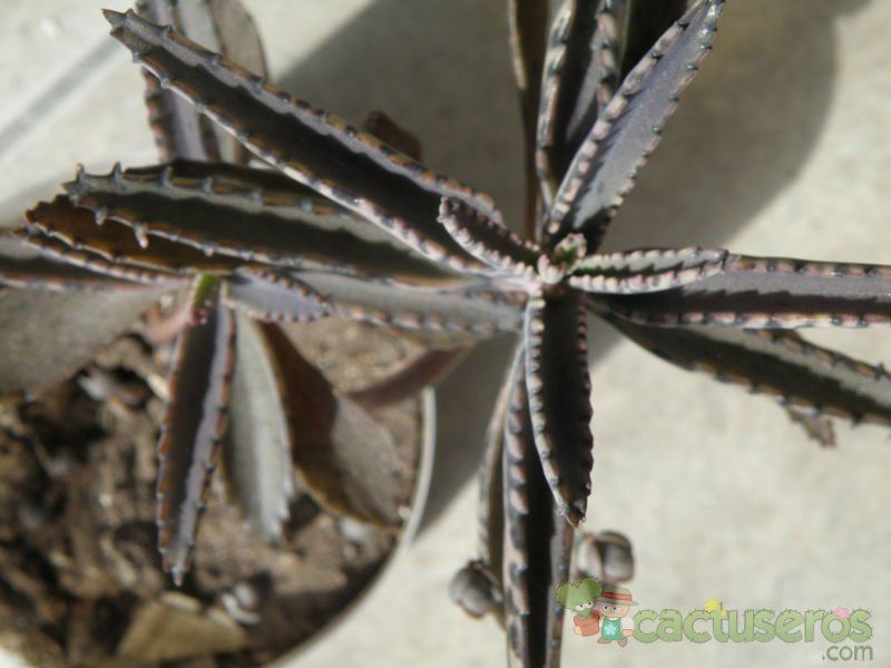 Una foto de Bryophyllum x houghtonii