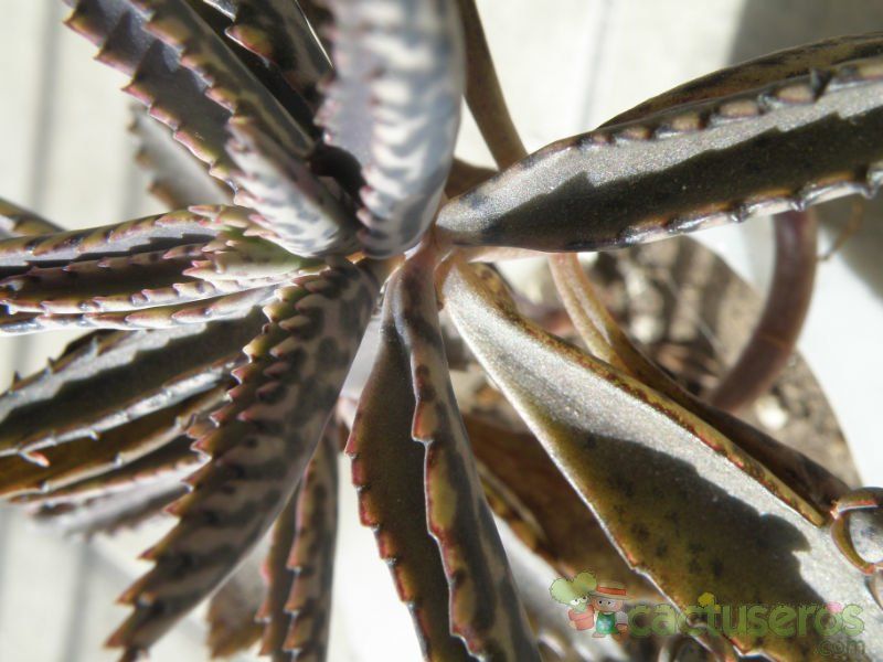 Una foto de Bryophyllum x houghtonii