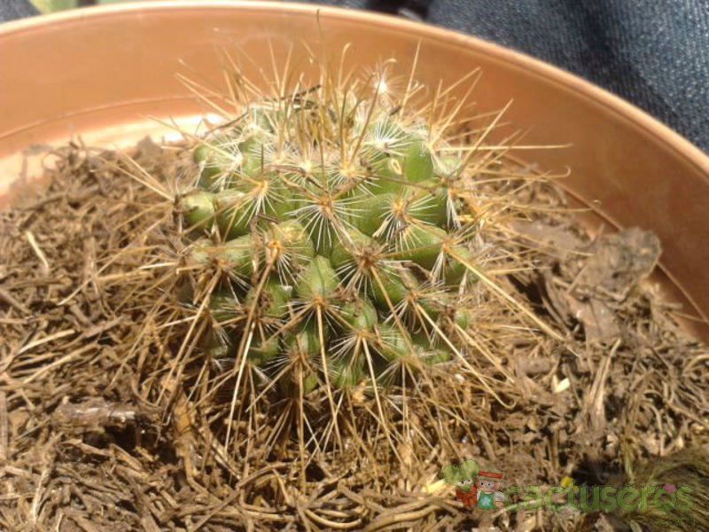 Una foto de Mammillaria magnifica