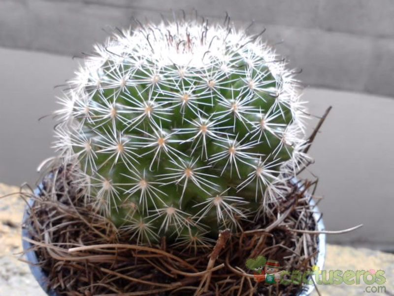 Una foto de Mammillaria blossfeldiana