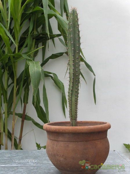 Una foto de Cereus huilunchu