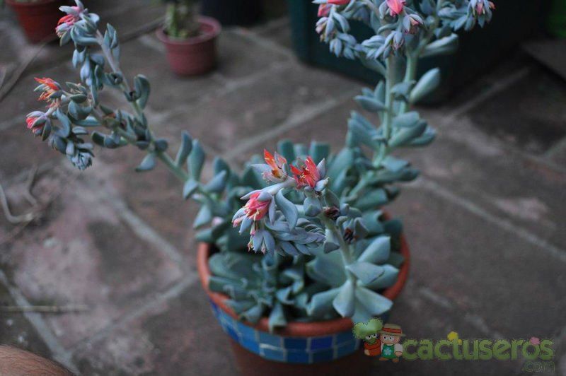A photo of Echeveria runyonii cv. Topsy turvy 