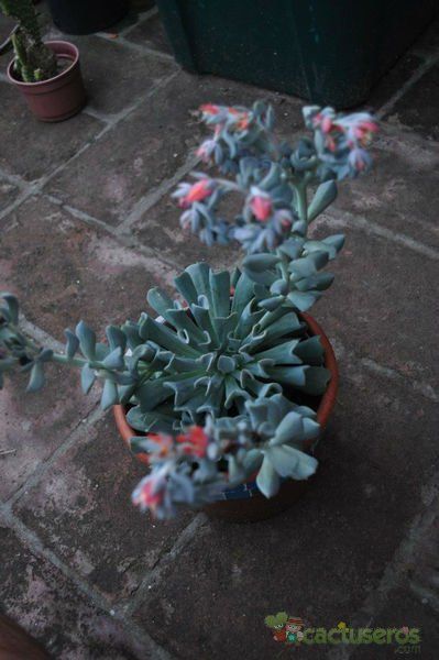 A photo of Echeveria runyonii cv. Topsy turvy 